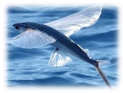 Картинки по запросу літаюча риба